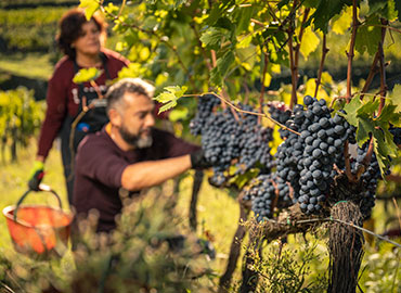 Chianti Classico DOCG Şarapları